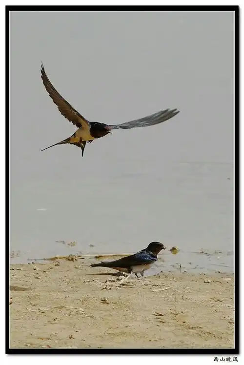 飞燕——西山晚风