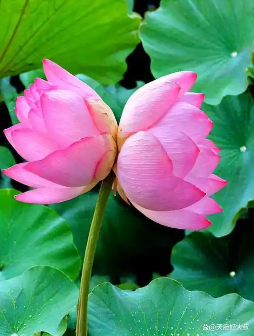 据说一万朵荷花里才会有一朵并蒂莲,然而在成都北城的这个公园里却有