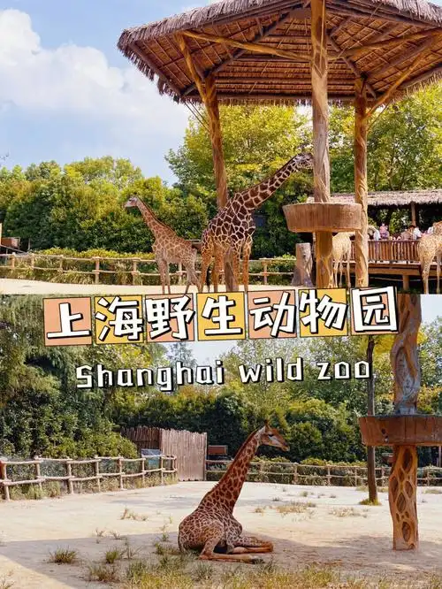 周末去哪里玩71上海野生动物园游玩攻略