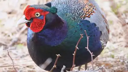 公野鸡散开尾巴围着母鸡打转,似乎在说姑娘跟我走,它成功了吗?