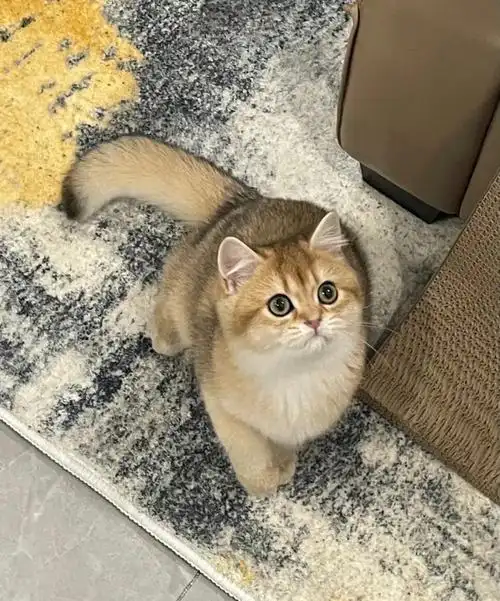 英短英长金渐层蓝金蓝白长毛高地