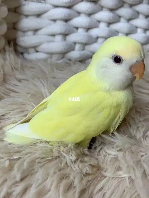 我的萌宠  #牡丹鹦鹉  #手养牡丹鹦鹉