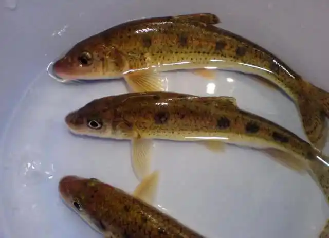 本地有种"木叶鱼",生活在没有任何污染的山涧小溪,不知其学名