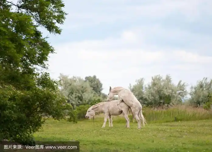两头白驴在牧场上交配