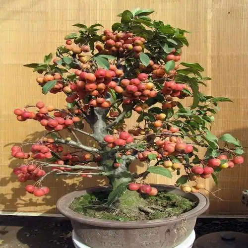 海棠盆景要想开花艳,冬季几点管理耍起来
