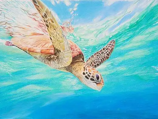 彩铅画《海龟》