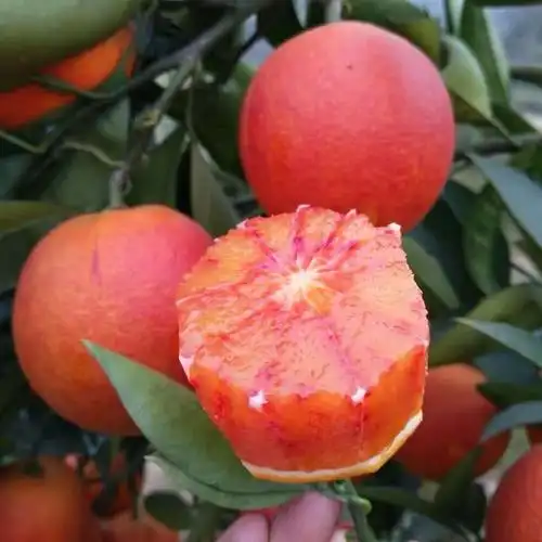 四川血橙水果 新鲜 免邮_塔罗科血橙新鲜水果橙子冰糖橙四川血橙水果