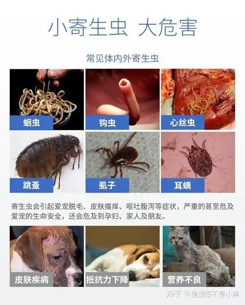 铲屎官必看猫咪驱虫知识和最便宜最全面的驱虫方案