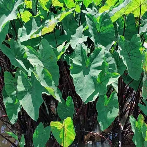 高20公分紫芋价格 紫芋基地批发