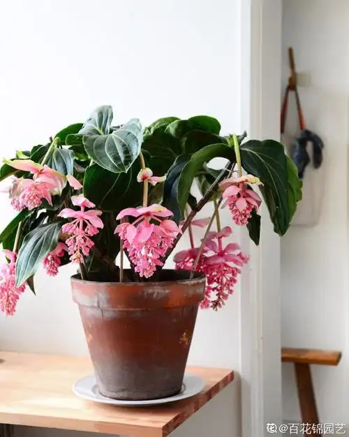 宝莲灯盆栽也太好看了