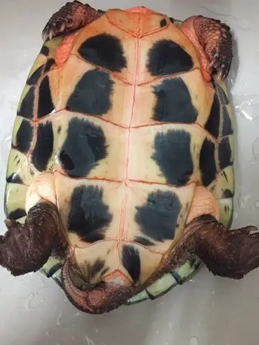 石金钱龟(公)最早期颈部有一点腐烂和下巴有点像是受- 养龟问答_龟友