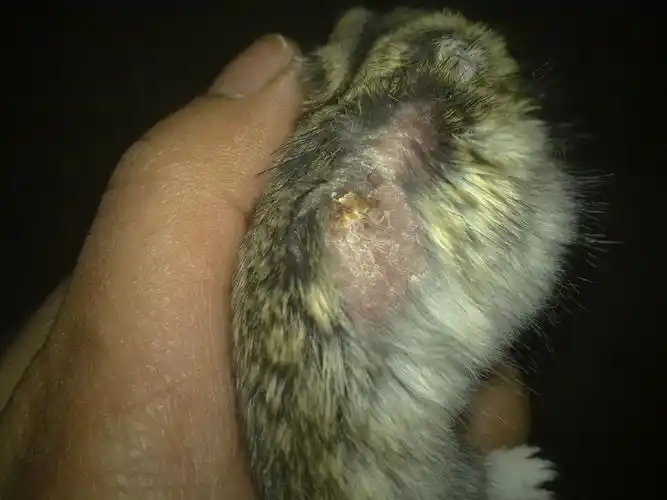 仓鼠突然掉毛了