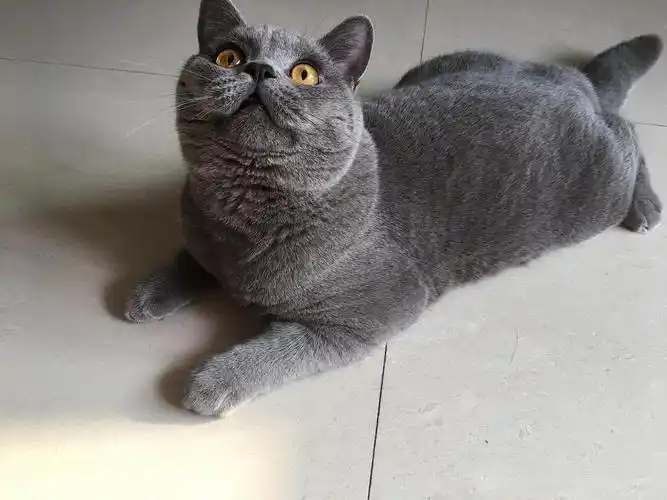 岁英短蓝猫弟弟,已经绝育,身体健康,包子脸,橙黄眼,品相完美,已经发腮