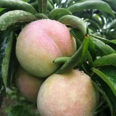 河北秋姬李子产地行情