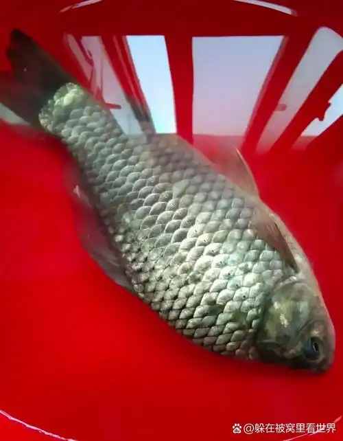 菜市场买了一条鲫鱼,对店老板说,不用剖杀,我回家养到晚餐吃.