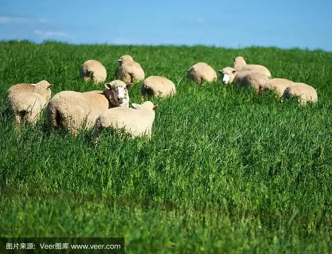 澳大利亚农场郁郁葱葱的围场里的美利奴绵羊