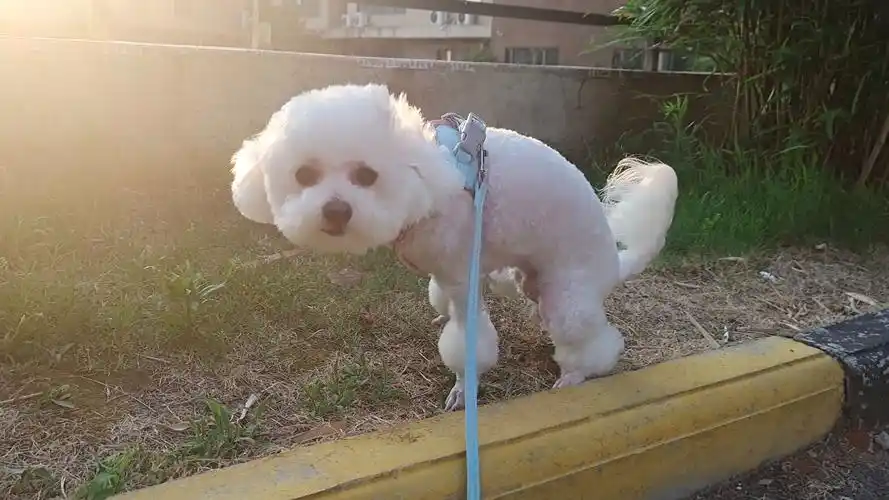 21比熊妹妹·五月:夏天来啦!换个新造型