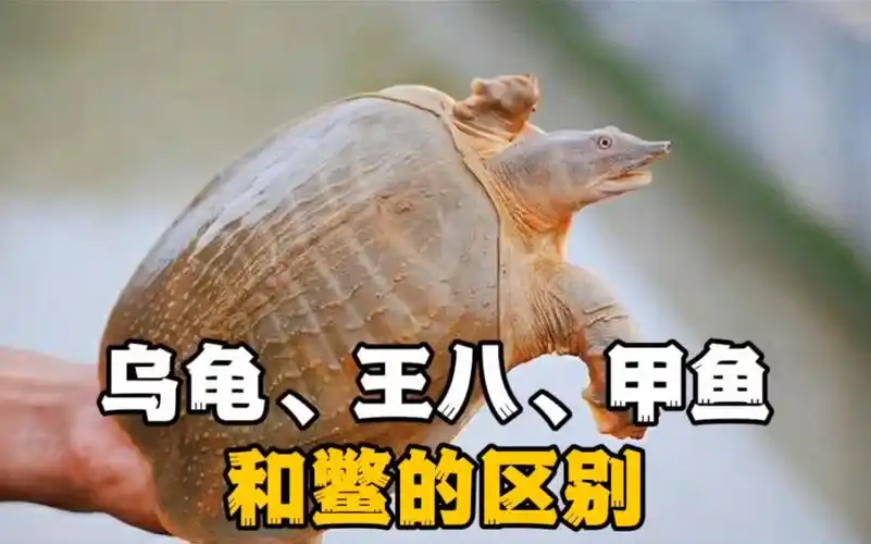 乌龟,王八,甲鱼和鳖的区别,你知道吗?