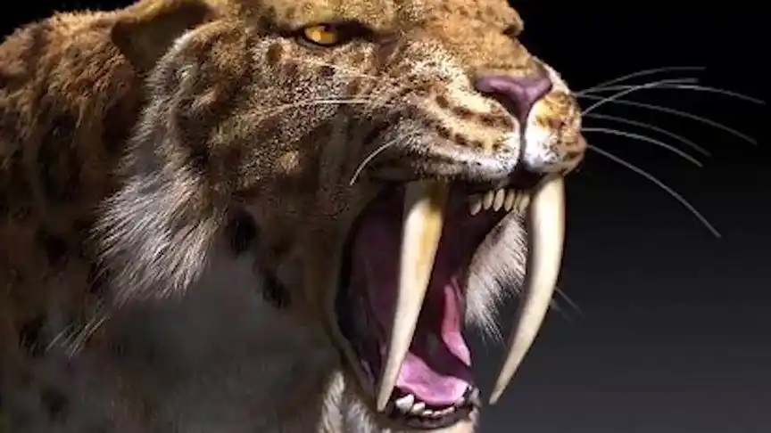 凶猛的剑齿虎为何会灭绝?真想原来是这样,看完觉得好可惜