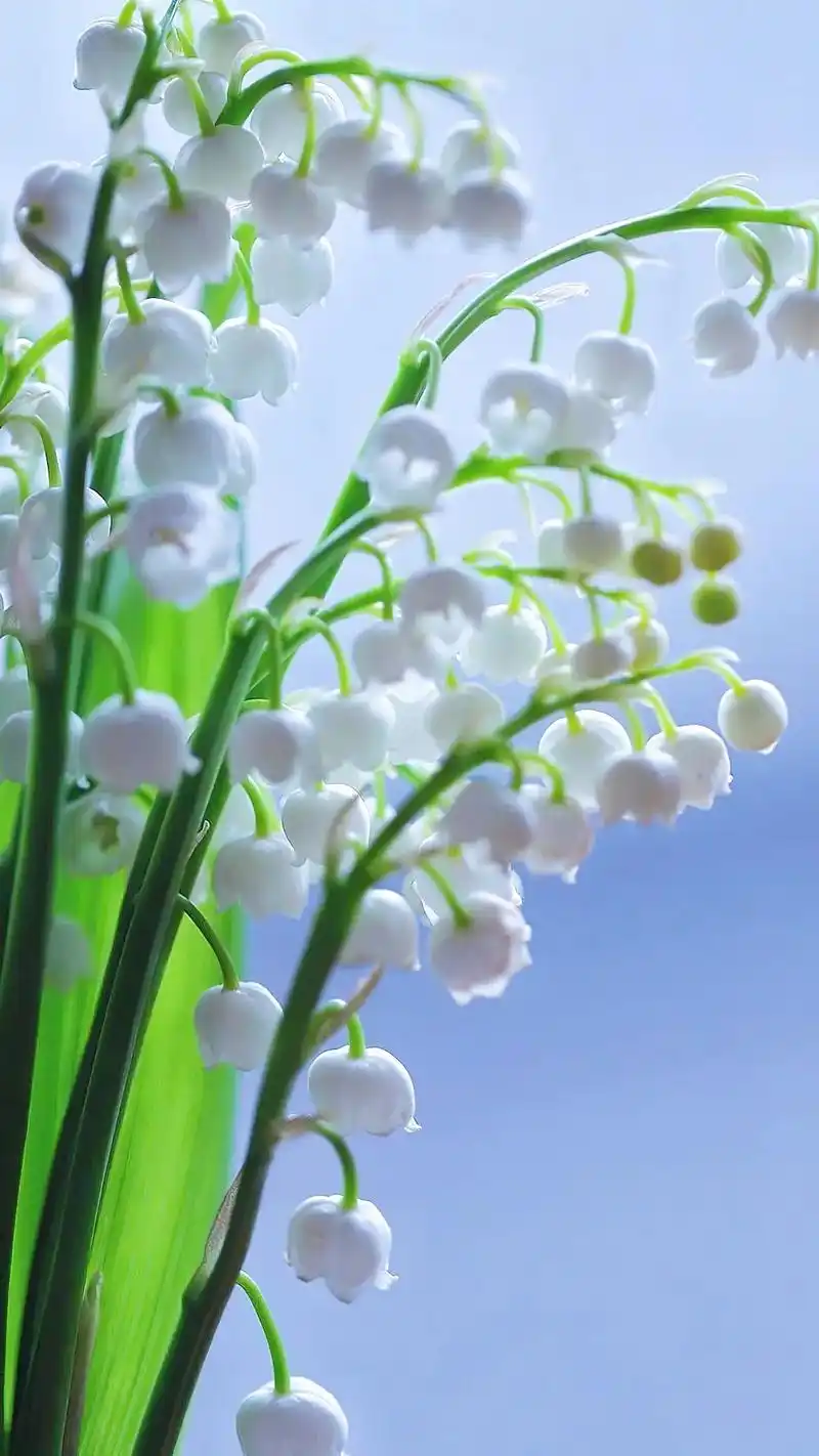 铃兰的花语是幸福归来,艾特ta来看铃兰是很好的寓意,因为幸运 - 抖音