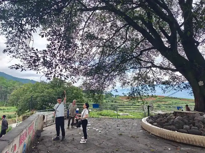 德昌县林草局为两棵古树"把脉问诊"保障古树健康生长