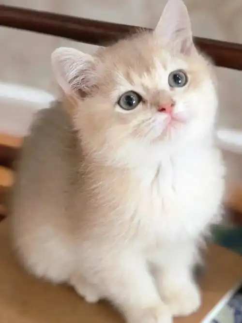 蓝金渐层小可爱ay11ay12在线蹲有缘人