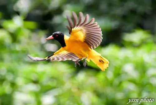 原图欣赏-太平洋摄影部落