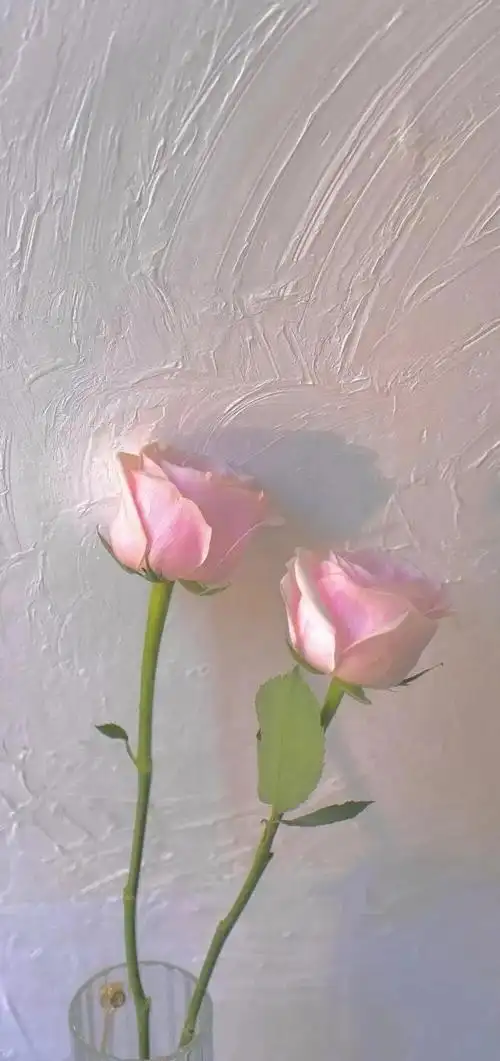 手机壁纸玫瑰rose