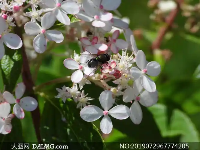 绽放出白色小花的树枝特写高清图片