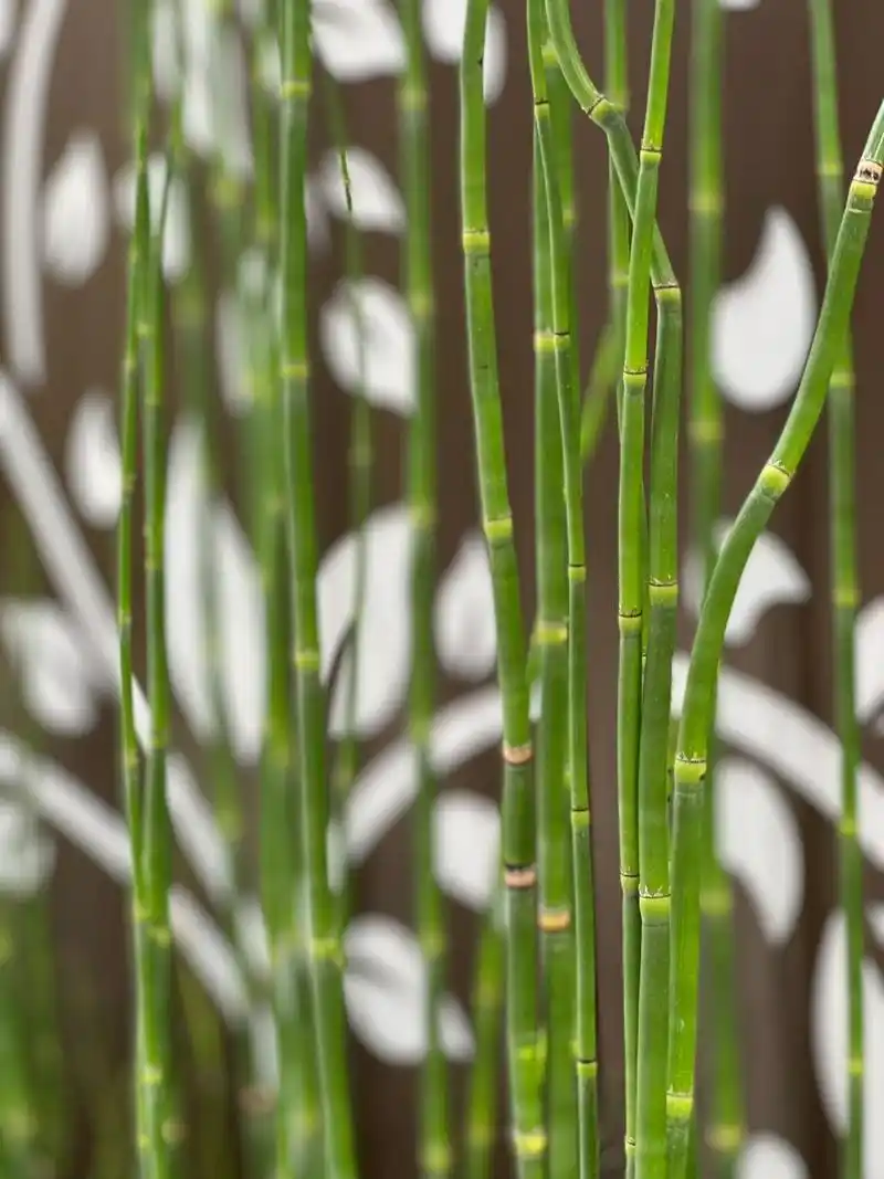 不知道什么草,像竹子一样一节节的 在拍植物的路上一发不可收拾 看见