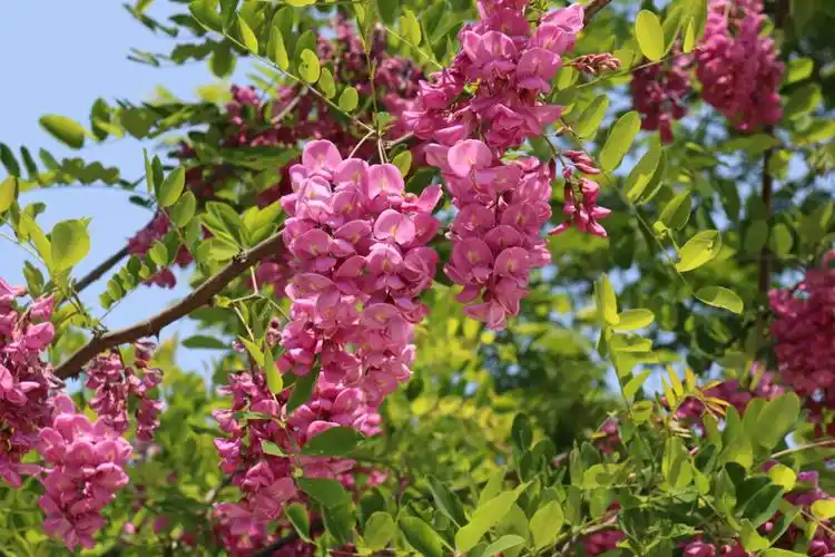 这洋槐花怎么是红色的?原谅我才识浅薄,上网查了下才知道是红槐花.