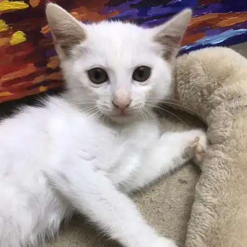 纯白 家猫 田园猫 红包领养