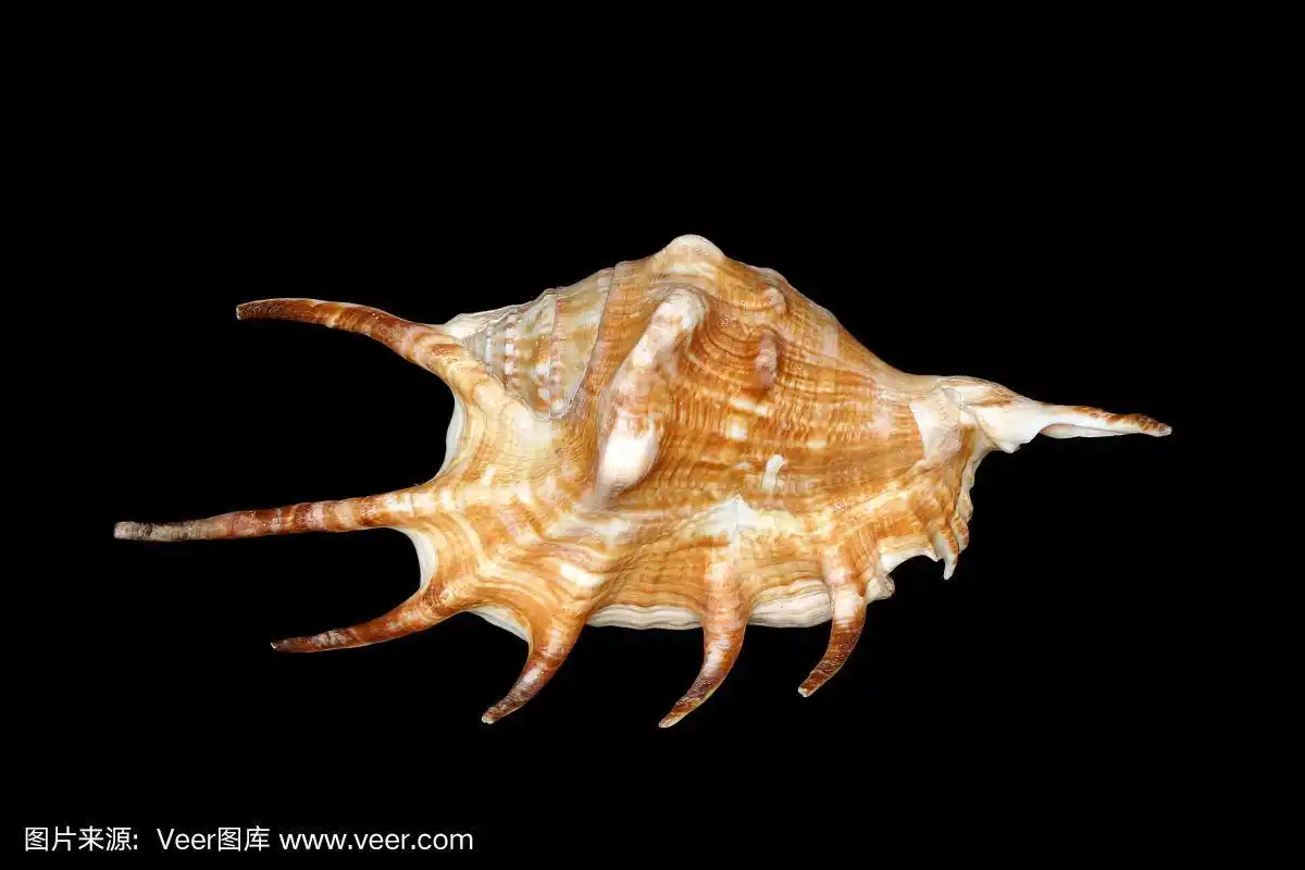 贝壳,美,奶制品,水平画幅,软体动物