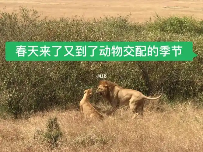 春天来了又到了动物交配的季节