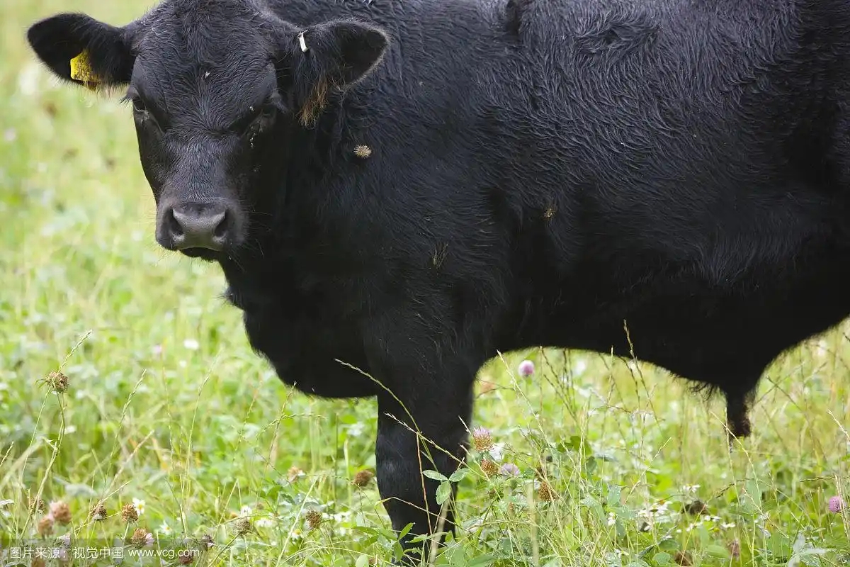 黑公牛站在田野里
