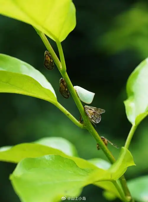 带纹疏广翅蜡蝉 euricania facialis (walker, 1858)