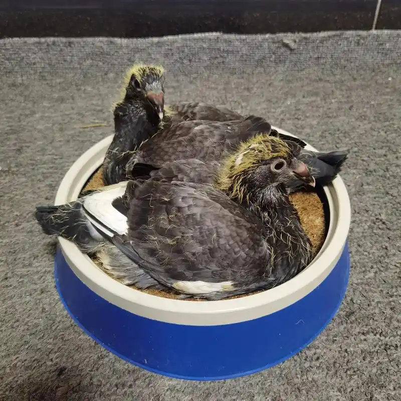 海尔曼慕利门铅笔灰15天幼鸽 #感谢支持感谢关注  - 抖音