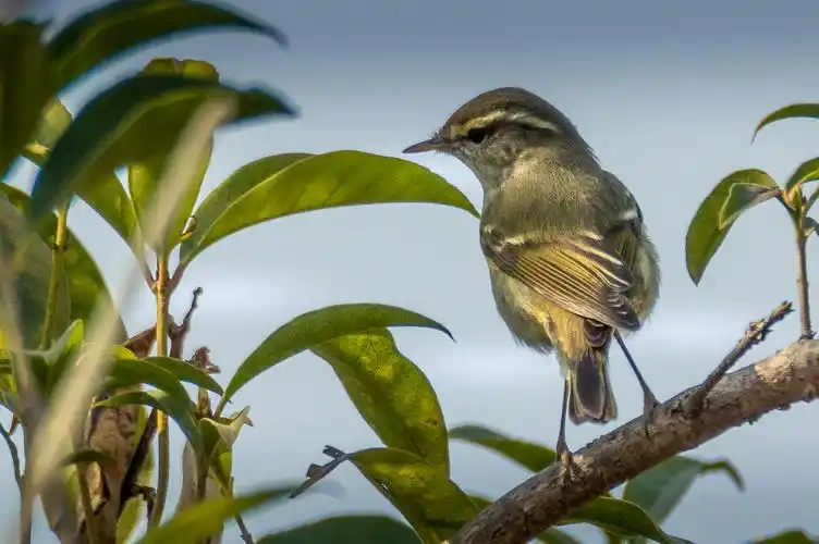 生活在桂林市琴谭村田间的各种小鸟