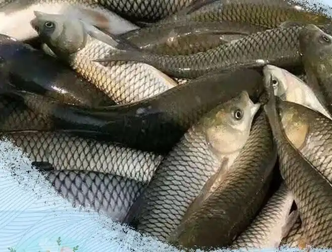 微山湖野生草鱼新鲜大草鱼淡水生态草鱼草混混子鱼活鱼现杀渔水依生鲜