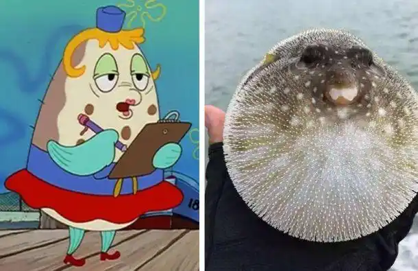 海绵宝宝:动漫中真实原型的生物,第一不擅游泳,它是恐怖危险品