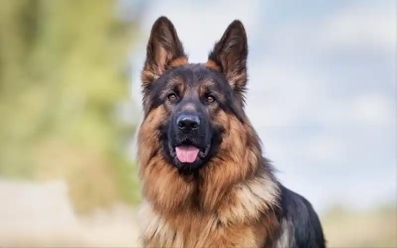 德国牧羊犬介绍: 你可以永远相信它,看完你就清楚了 | 说明书网