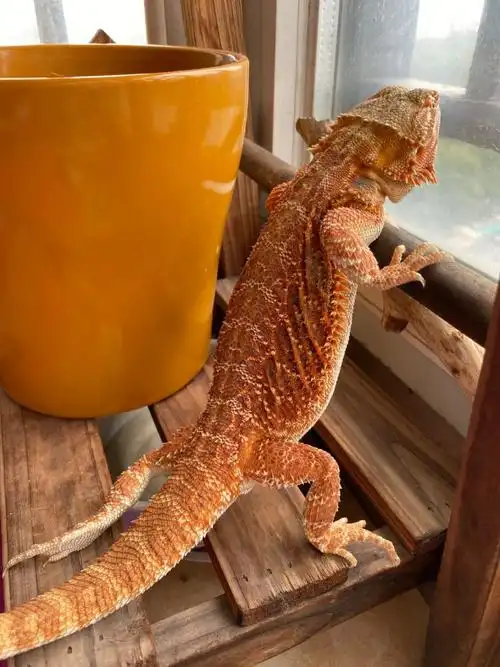 工匠头鬃狮蜥蜴活守宫宠物幼体蜥蜴入门级幼体亚成蜥蜴稀有温顺红黄