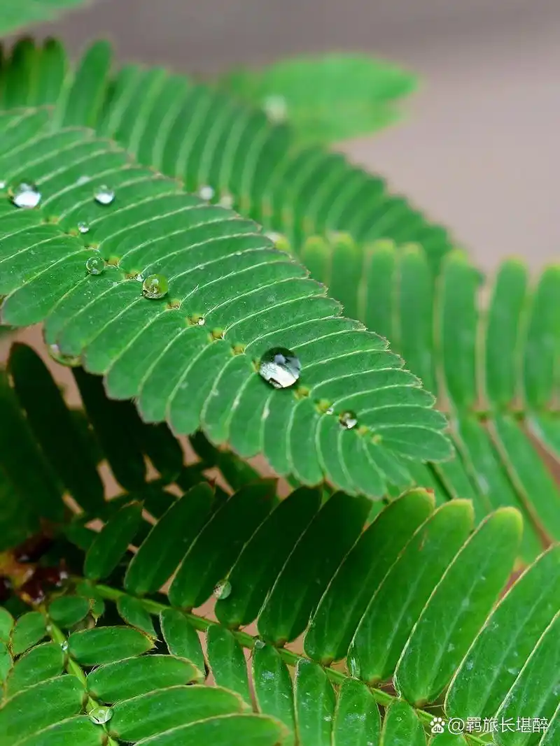 每天一种花草养护知识 | 含羞草 名:含羞草/mimosa pudica 科:豆科 属