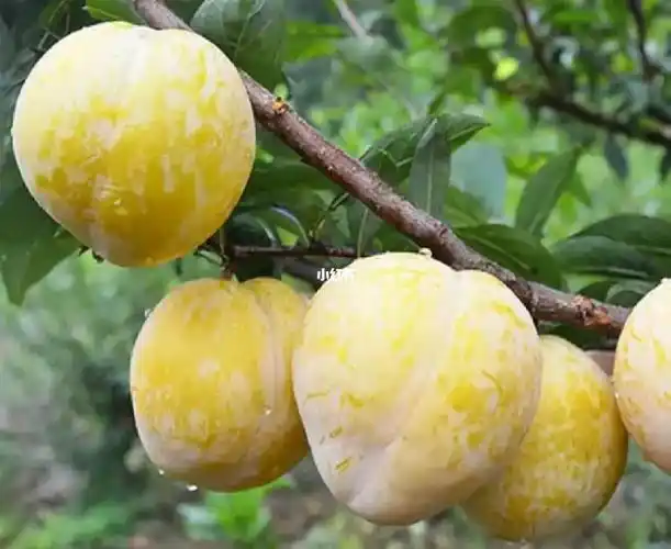 黄金奈李可以摘了