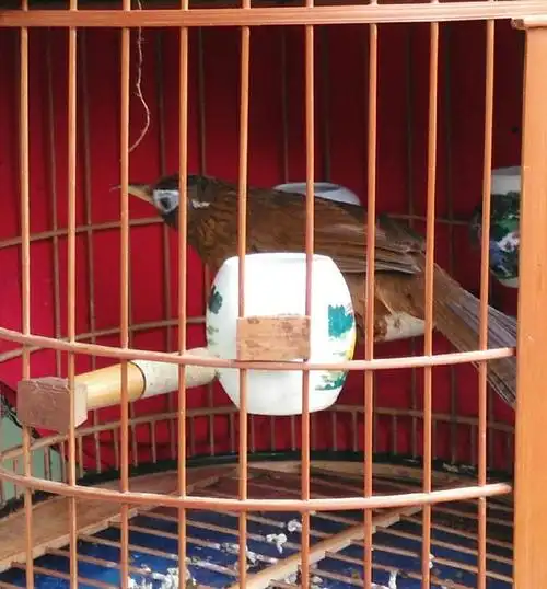 画眉鸟的头型东东画眉鸟套之画眉鸟媒鸟的挑选和驯养窝雏画眉鸟的喂养