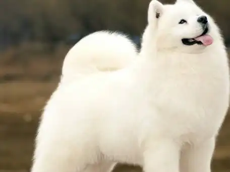 原创你一定要知道的萨摩耶知识你知道多少呢长知识了