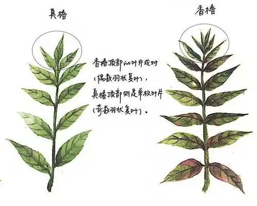 香椿很美味,树皮价更高,认错很严重