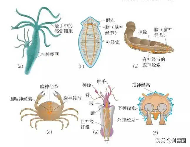 为什么苍蝇会把自己的头拧下来玩为什么苍蝇会把自己头弄掉