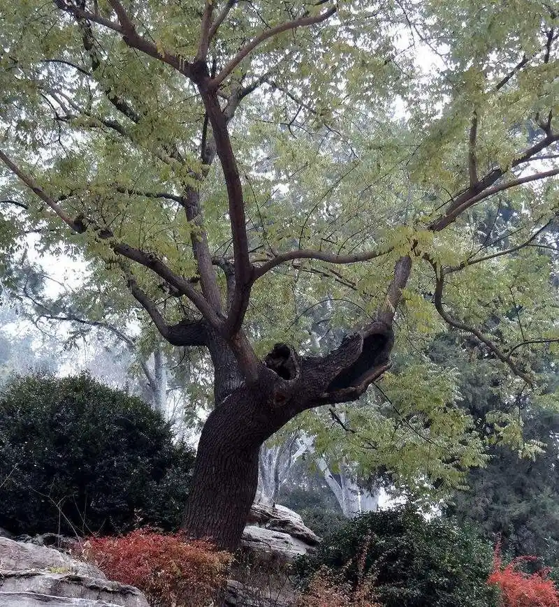 300多年过去了,那棵吊死朱由检的"老歪脖子树",现状如何?