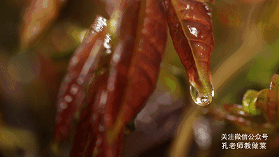 春食| 香椿鸡蛋饼【孔老师教做菜】